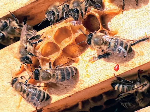 Bijen als inspiratiebron voor betere hoorimplantaten