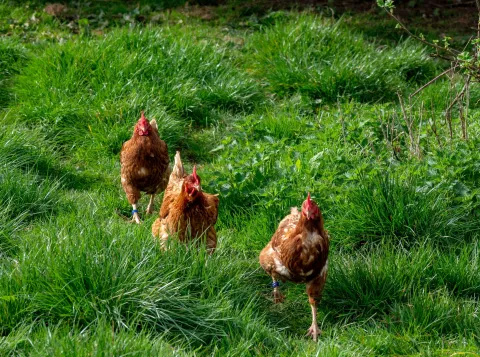 Nature of nurture? Niet de kip of het ei, maar één grote brij