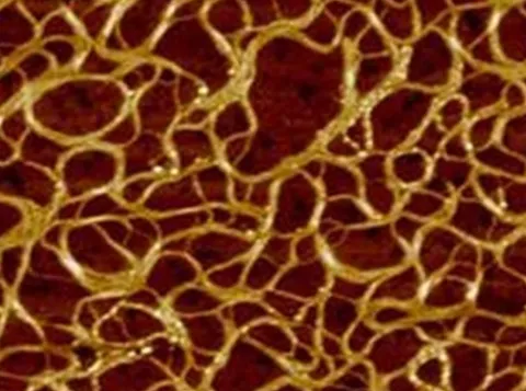 Hydrogel controls cell growth outside the body