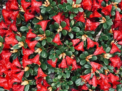 It’s a red & green world
