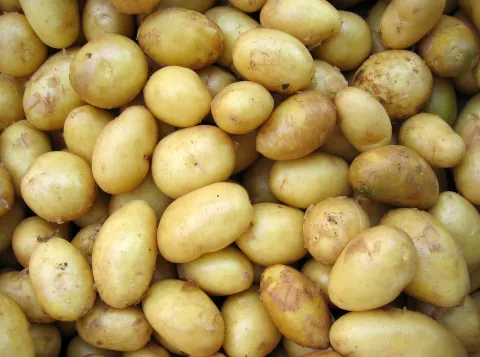 Aardappels en aardappelen: hoe woordopslag onze taalproductie beïnvloedt