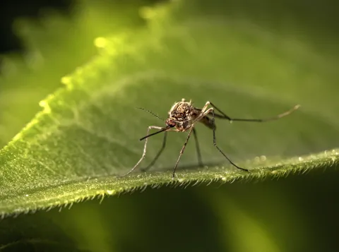 How a mosquito fights a virus