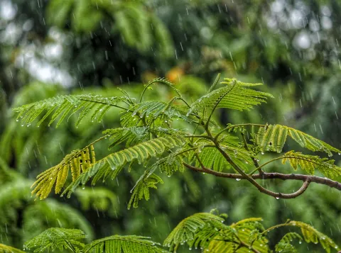Meteosofie: de omgang van de mens met het weer
