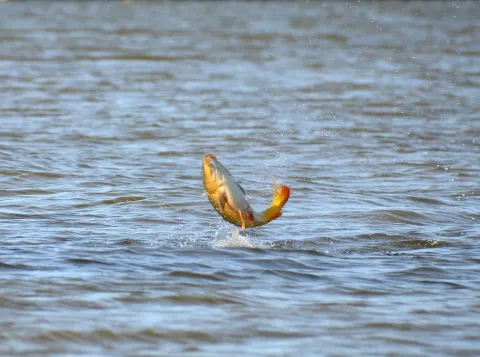 Klimaatverandering beperken maakt veel verschil voor zoetwatervis