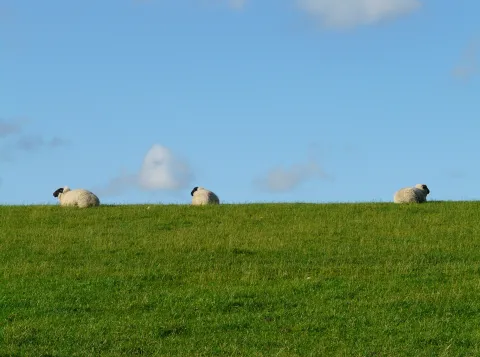 Bloemrijke dijken kunnen helpen om insecten te redden