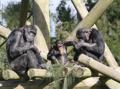 Non-human primates can also deviate from gender expectations