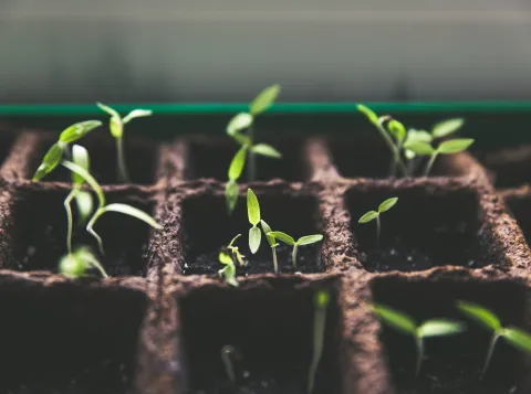 Groene beleggers gebaat bij duidelijkheid