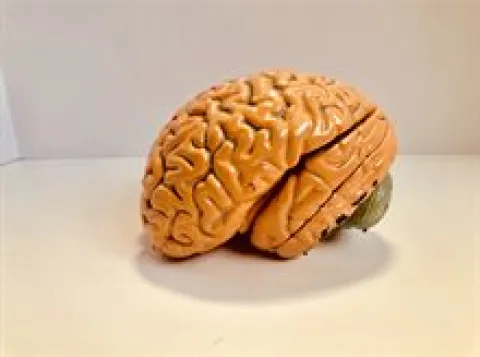 Brain basics: Welke soorten cellen zijn er in je brein?