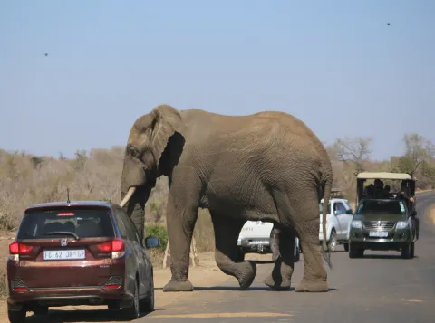 How elephants adapt to human development in cities versus farm life