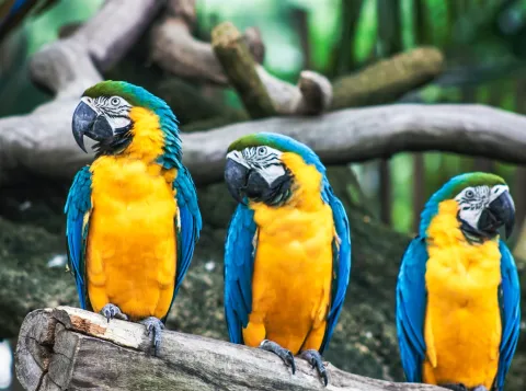 How birds, mammals and children learn sounds
