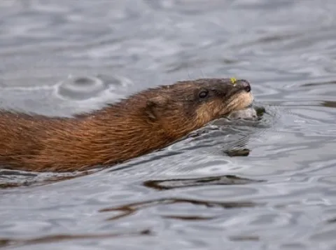 Invasieve soorten zijn ook dieren: het belang van een humane aanpak
