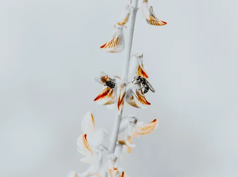 'Insecten hebben onze hulp nodig, en wel meteen'