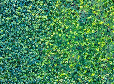 Floating plants best at purifying wastewater