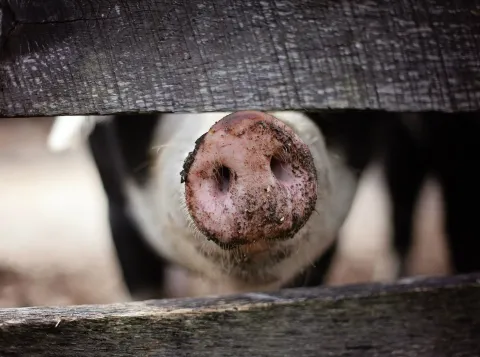 Bacterie blijkt efficiënte luchtzuiveraar in zure omgeving