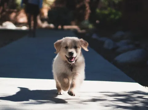 When it comes to puppies and babies, the climate remains out of our view