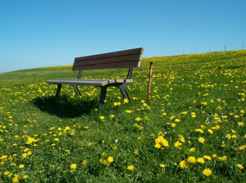 Bloemen zorgen dat onze dijken niet doorbreken