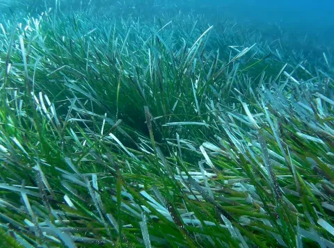 Vijf vragen over zeegras