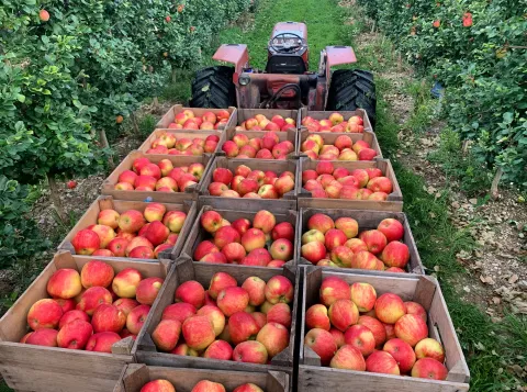 Why an apple, appel or Apfel comes before or after the verb