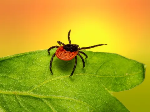 Vaker aanhoudende klachten na ziekte van Lyme