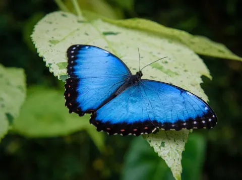This article will blue your mind!