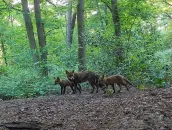 Vossen in het bos bij de Radboud Universiteit