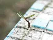 Plantje groeit tussen steen