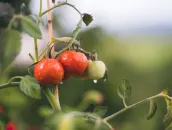 Already fewer seeds and fruits under mild heat conditions