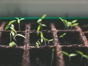 Green investors benefit from clarity