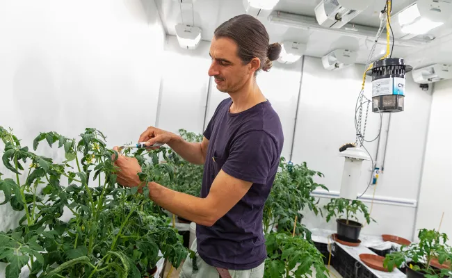 Researcher at greenhouse
