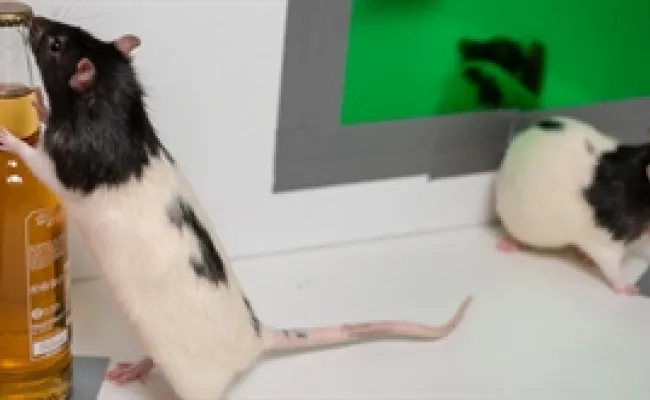 TNU rats animal research