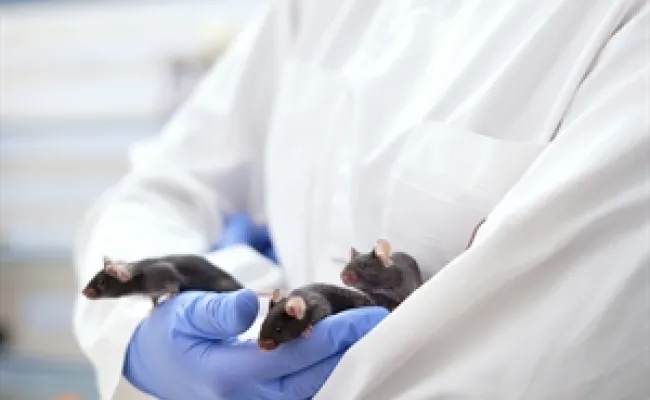 TNU mice animal research