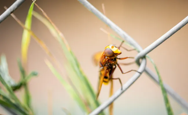Help, de insecten verdwijnen!