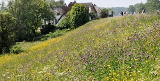 Duin met sterke soortenrijke grasbekleding