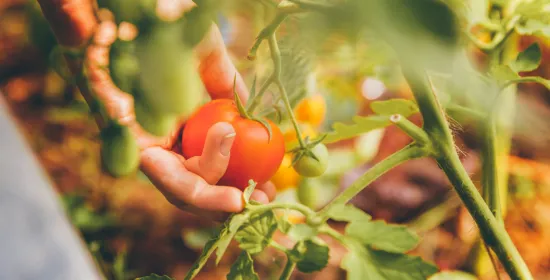 Tomatenplant
