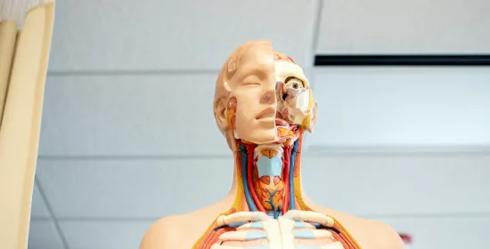 Je ziet een anatomisch voorbeeldmodel van een mens, waarbij de helft van het schedel en de onderliggende spieren zichtbaar zijn.