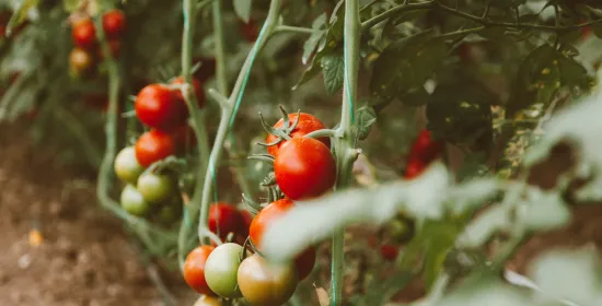 Ripe tomatoes on branches