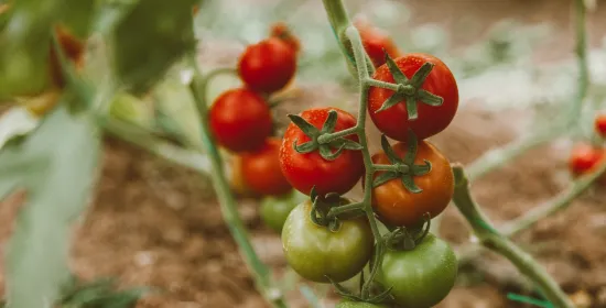 Red and Green Tomato Fruits