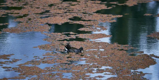 Surface water, oppervlaktewater