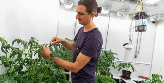 Researcher at greenhouse