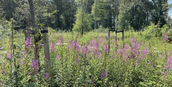 Biodiversiteit op de campus