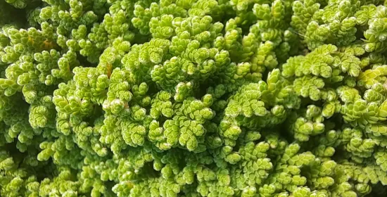 Azolla