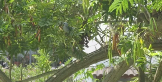 Visions of Nature in the Metropolitan City of Lima