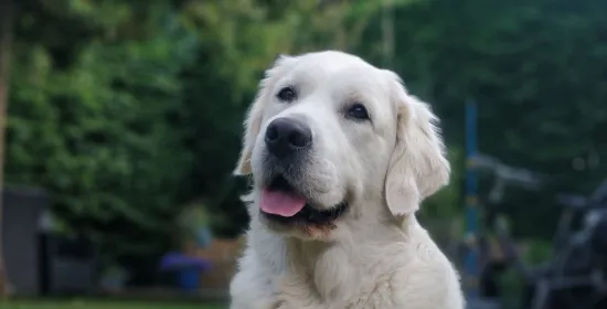 Golden retriever die in het gras ligt