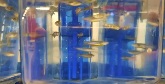 Zebravissen in een aquarium