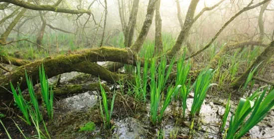 Foto van moerrassige omgeving met waterplanten, bemoste boomstammen en gefilterd zonlicht