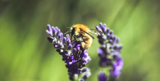 Bij op een bloem