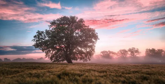 A tree in a field in early morning