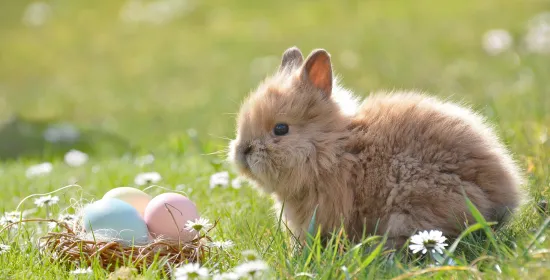 Small bunny next to easter eggs