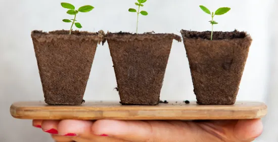 groene ontspruitende plantjes