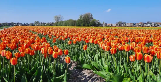Tulpenbollen juist mail resize 